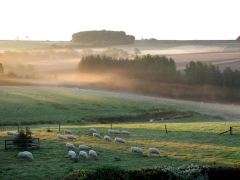 Sheep